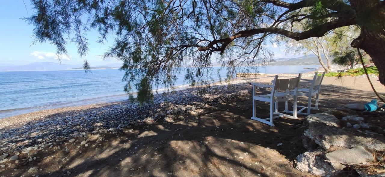 Paralia Irion Vikos Beach Apartments מראה חיצוני תמונה