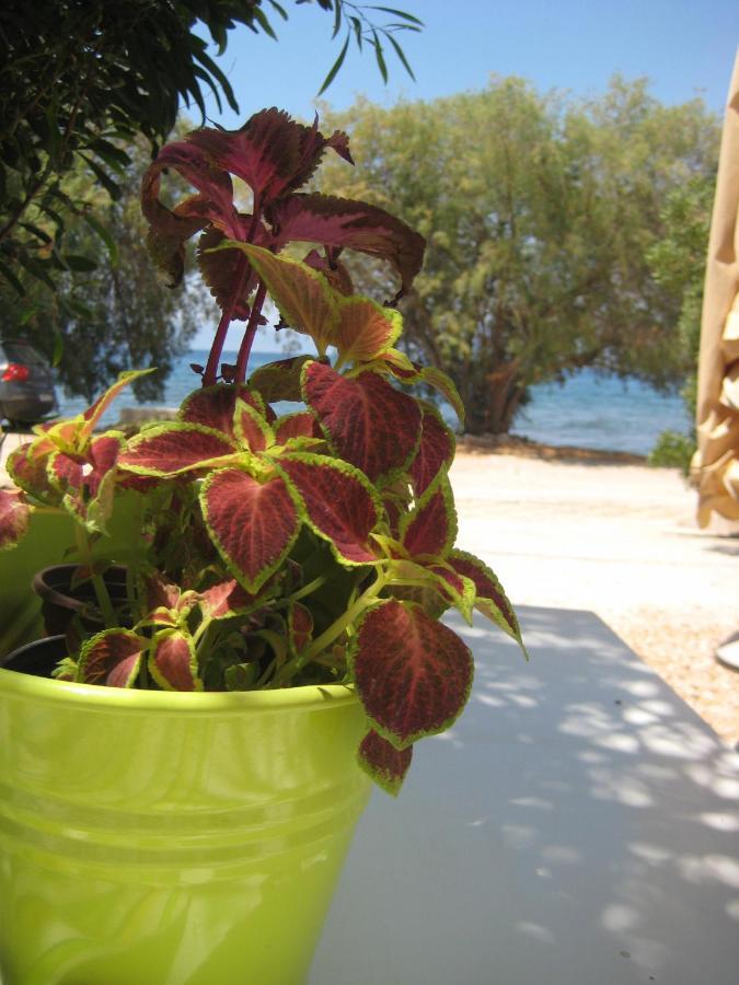 Paralia Irion Vikos Beach Apartments מראה חיצוני תמונה